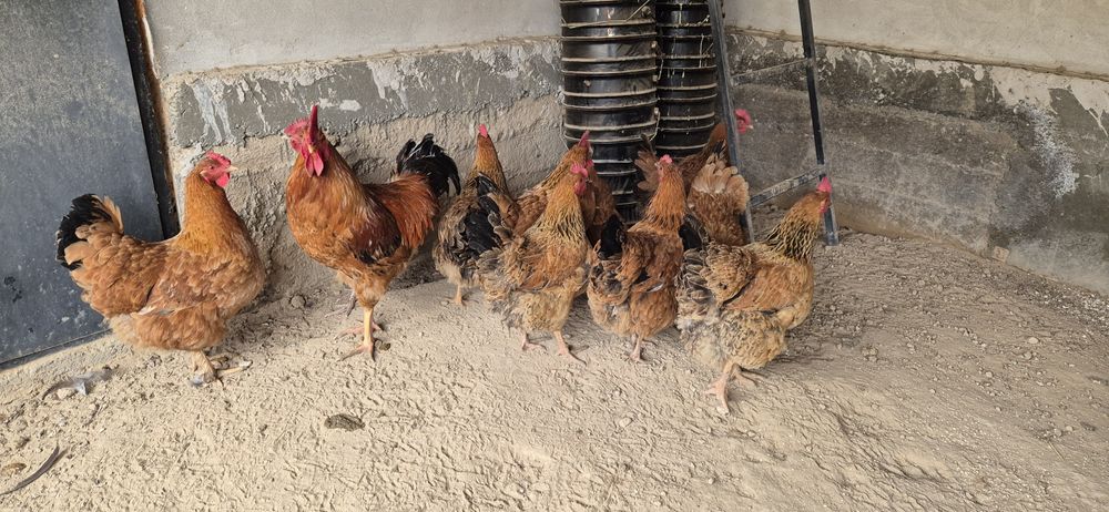 Жұмыртқа. Кучински