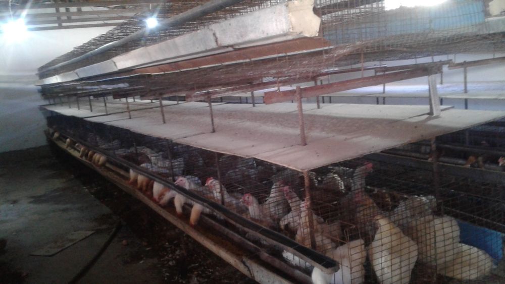 Setka tovuq boqish uchun