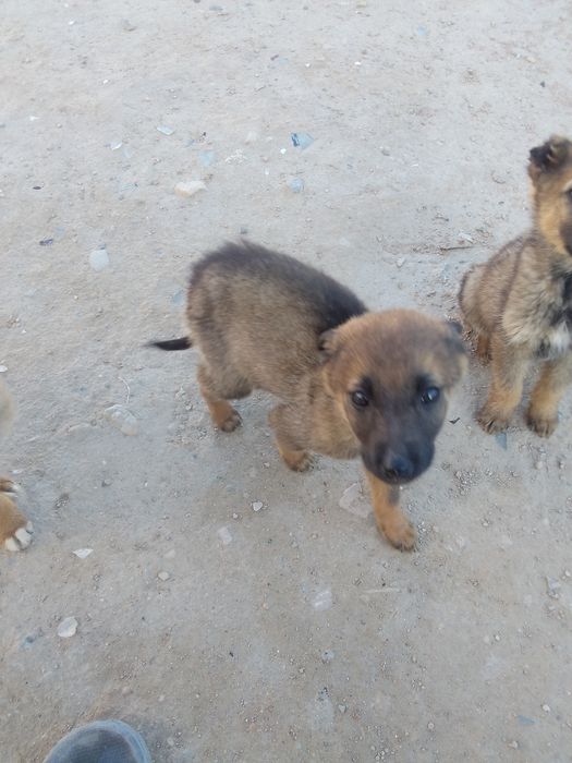 Отдам в хорошие руки