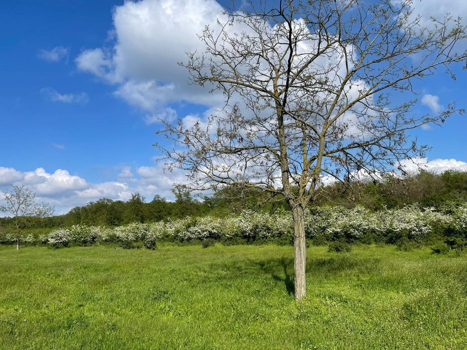 Vând teren 36500 mp Gulia