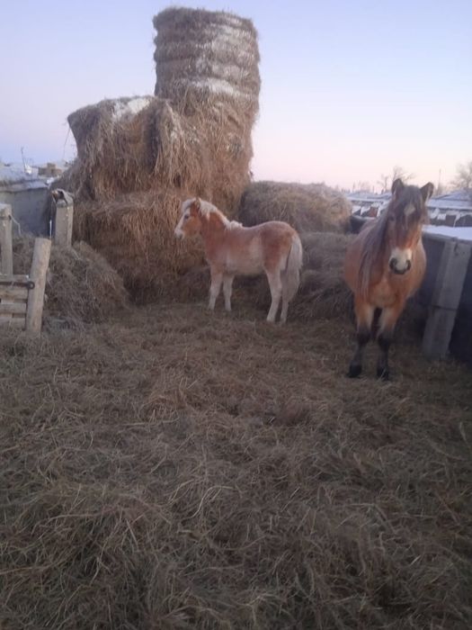 Жеребчик, жабагы 9 месяцев