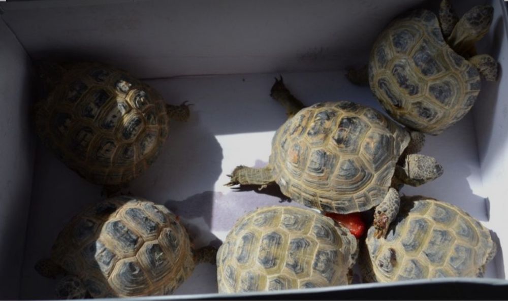 Сухопутная черепаха, черепаха, черепахи, toshbaqa, toshbaqala