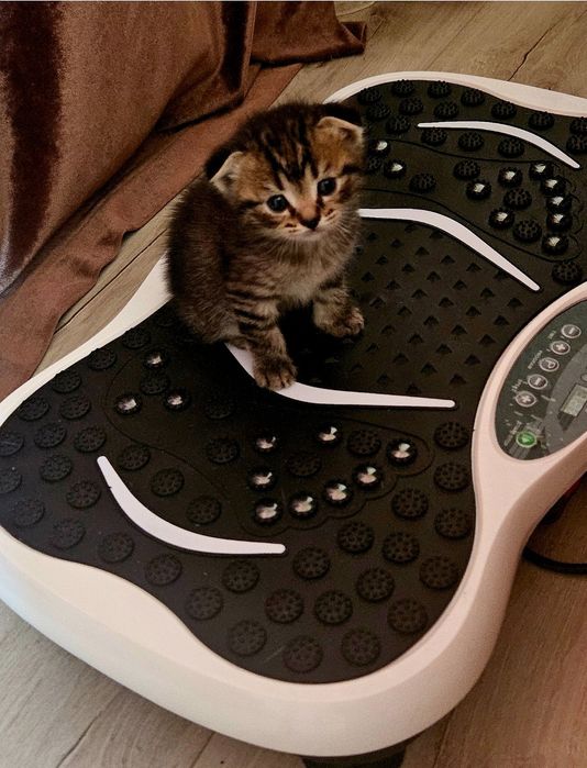 Котята шотландские