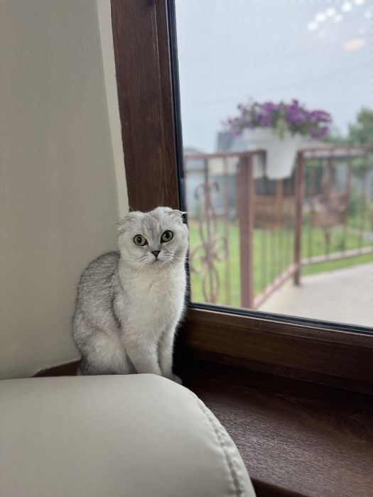 Продам котят шотландские