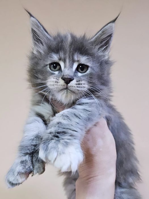 Топовые Котята Мейн-Кун