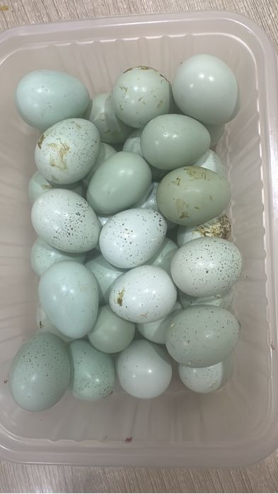 Инкубационное яйцо Селадона