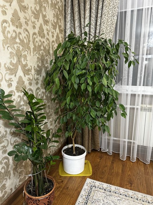 Продам Фикус бенджамина