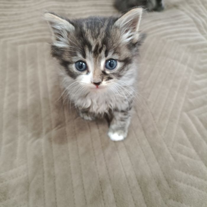 СРОЧНО отдам котят