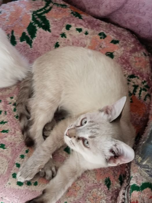 Продается котик!
