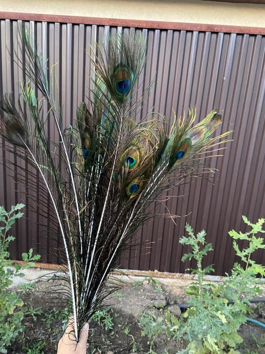 Продам перья павлина