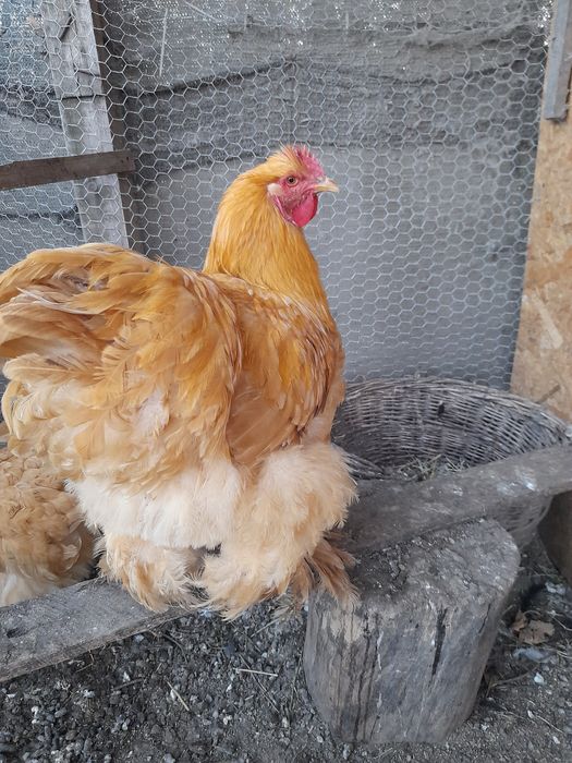 Gaini de rasa Brahma, Herminat deschis, Columbia si negru