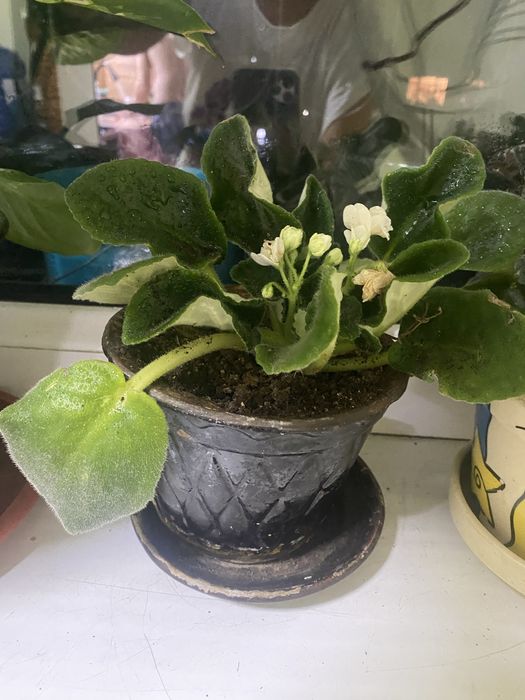 Продается драцена