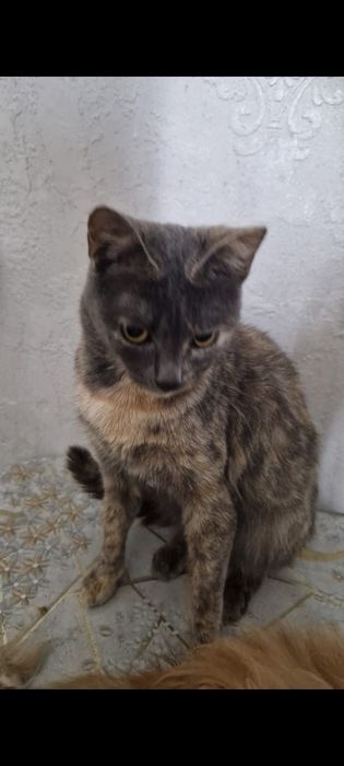 Кошки бесплатно  в добрые руки