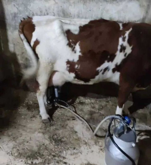 Корова сиыр сауу бұзаумен••••\