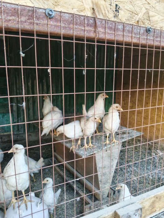 Куры несушки продам