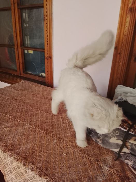 Мушук сотилади Андижон