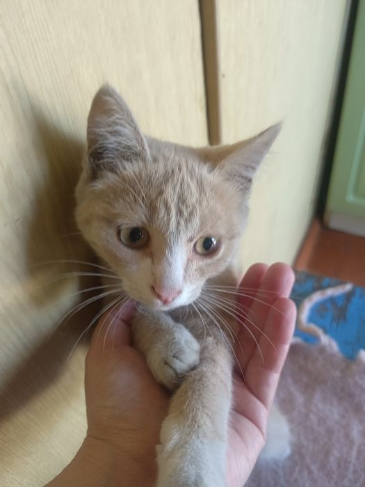 Котик рыжий мальчик