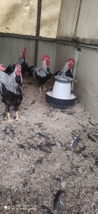 Cocos de rasa argintiu italian rasa ouatoare