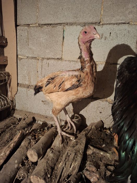 Продам даканок привозных кровей