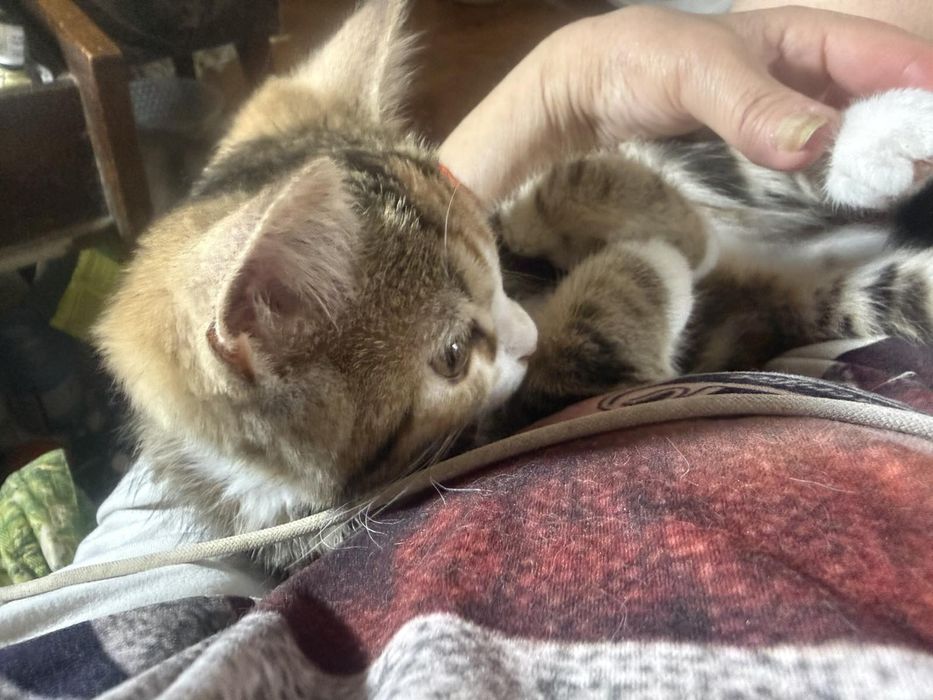 Породисти котета