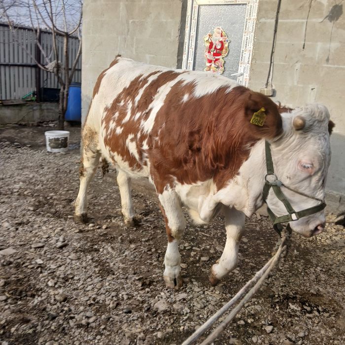 Vand 3 vitele  baltata romaneasca