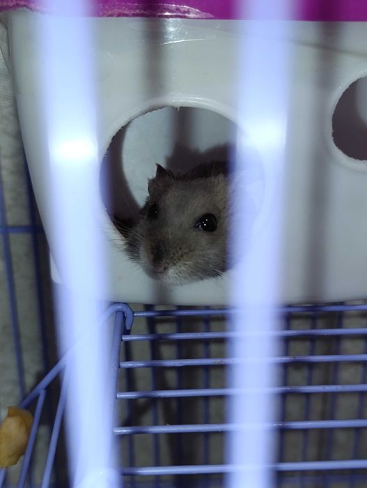 Продам хомяков джунгариков