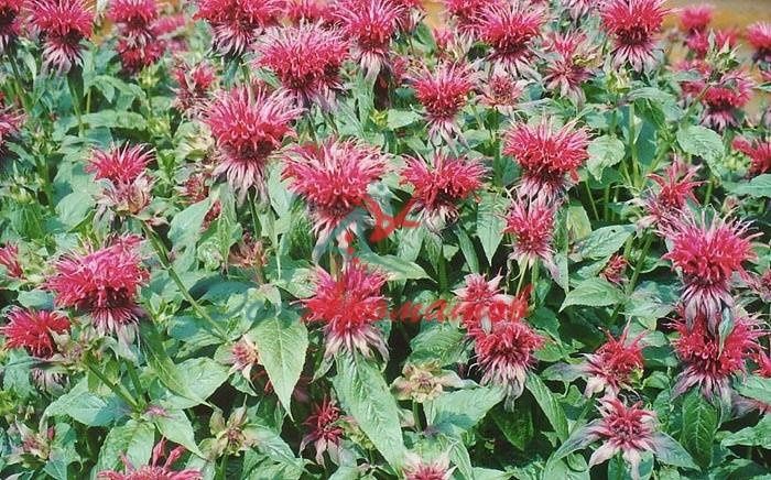 Флоксы, садовая герань, хризантемы, аквилегия, монарда (английский ча