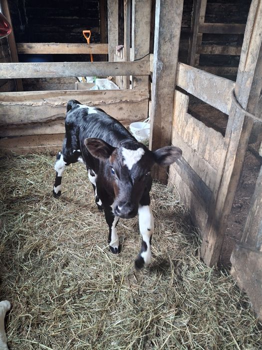 Теленок Бычок 15 дней