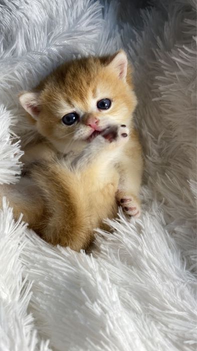 Ляльки сладкие