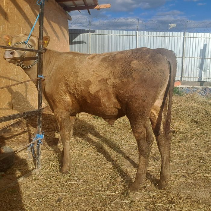 Vând taur Angus de 7 lun