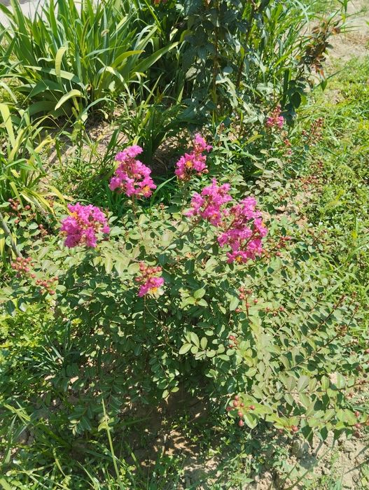 Декоративные цветы