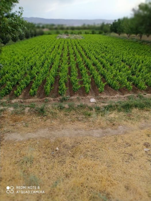 Oq chop qora kishmish