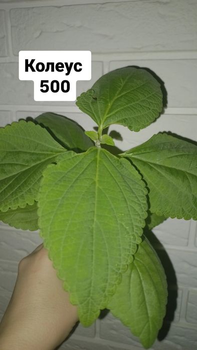 Продам цветы Колеус