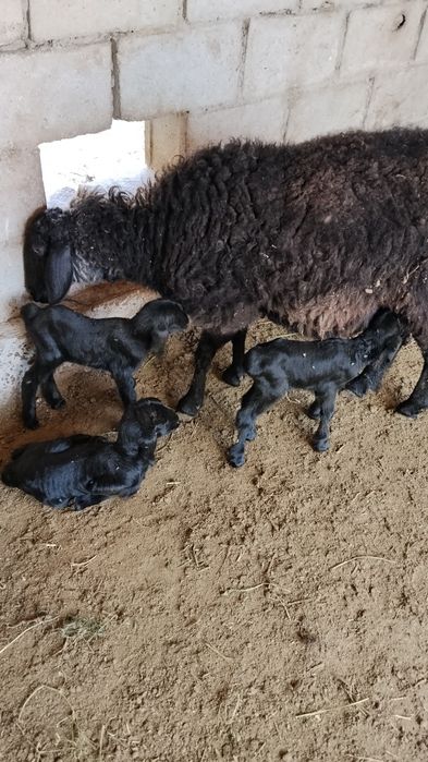 Сутда бокишга кузи сотилади.