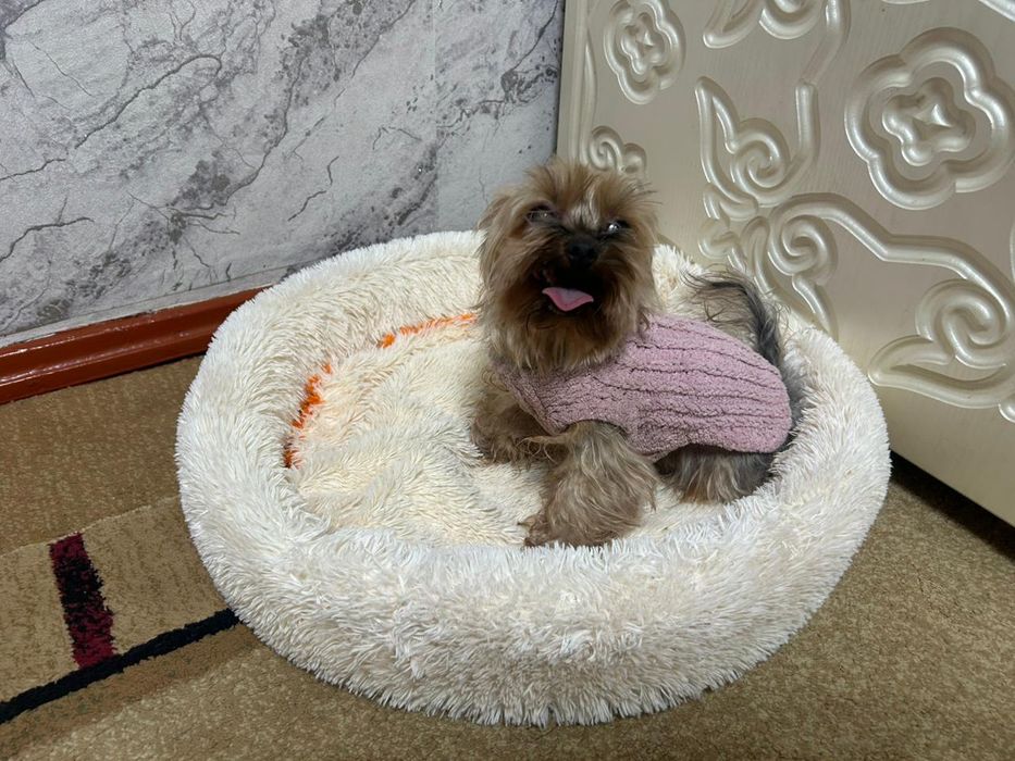 Продам собачку домашняя