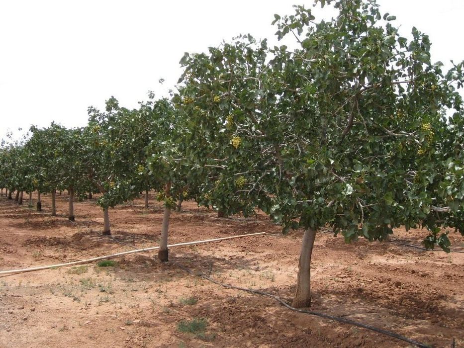 Funduk xondon pist ko'chati