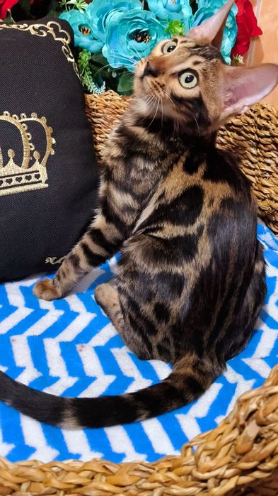 Шикарные Бенгальские детки