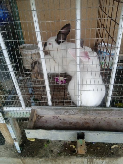 Куёнлар сотилади