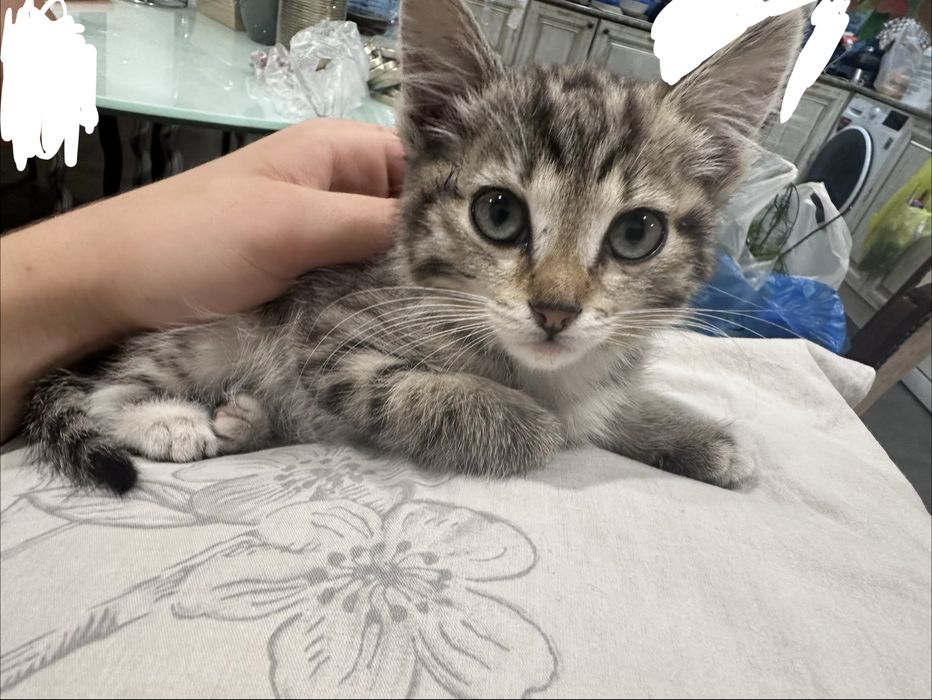 Отдадим котенка в добрые руки