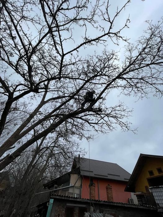 Taieri copaci. Toaletare copaci. Doborare Copaci. Servicii Alpinisti
