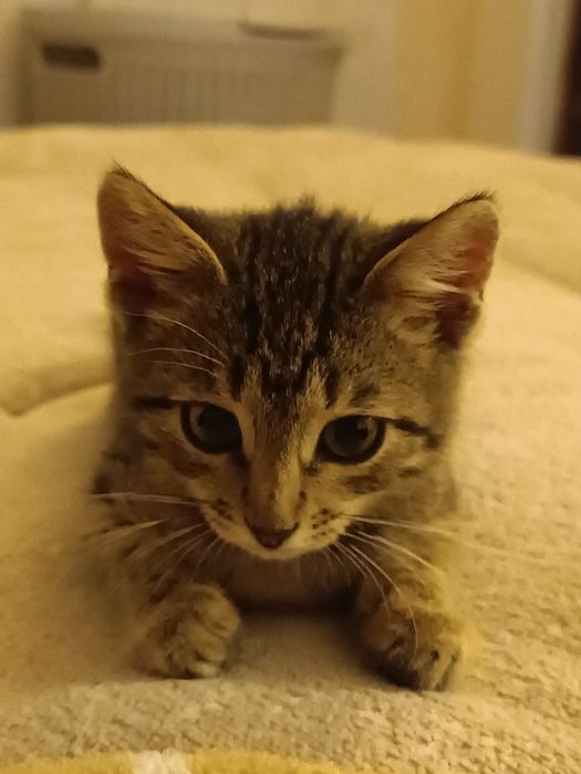 Отдам котенка в добрые руки!