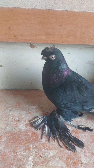 Голуби черный носочубый кептер