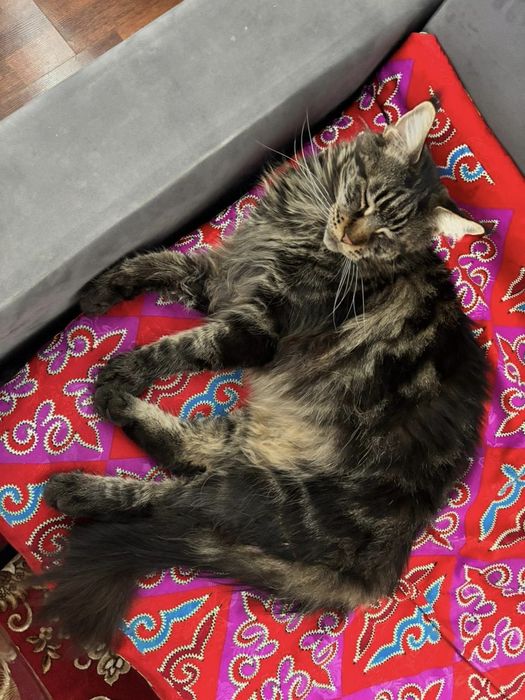 Мейн Кун девочка