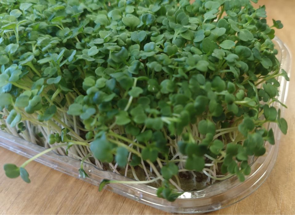 Распродажа зелени! Броколи! Руккола! Редис!