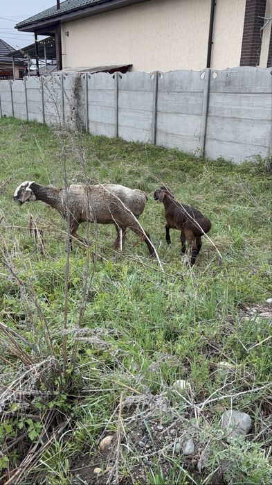 Продам овец арашан