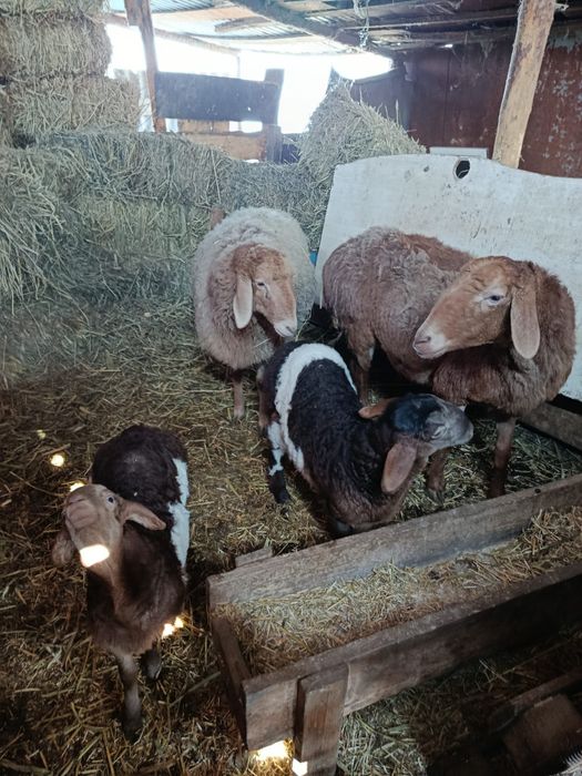 Арашан гисар с ягненятами