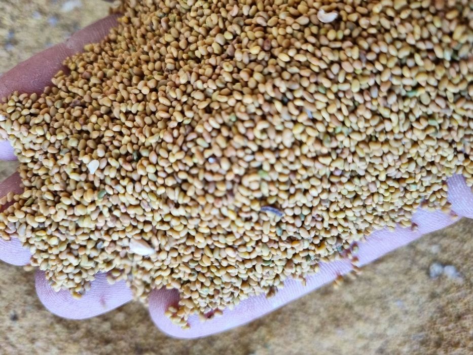 Продается семена клевера, многолетний богарный.