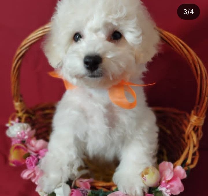 Продажа  Бишон фризе