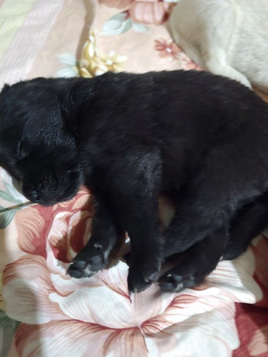 Лабрадорчики щенята