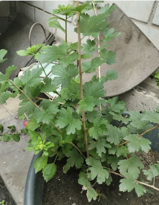 Продам саженцы КРЫЖОВНИКА